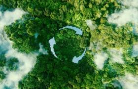 Roots of Change: How Tree Planting Transforms Communities